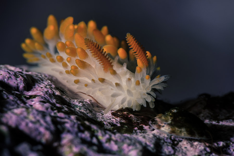 Cockerell nudibranch